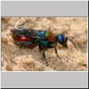 Hedychrum sp - Sand-Goldwespe bei Cerceris arenaria 03.jpg